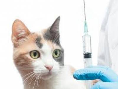 Vakcinacija mačaka